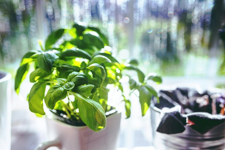 How to Start a Small Herb Garden Indoors: A Beginner’s Guide